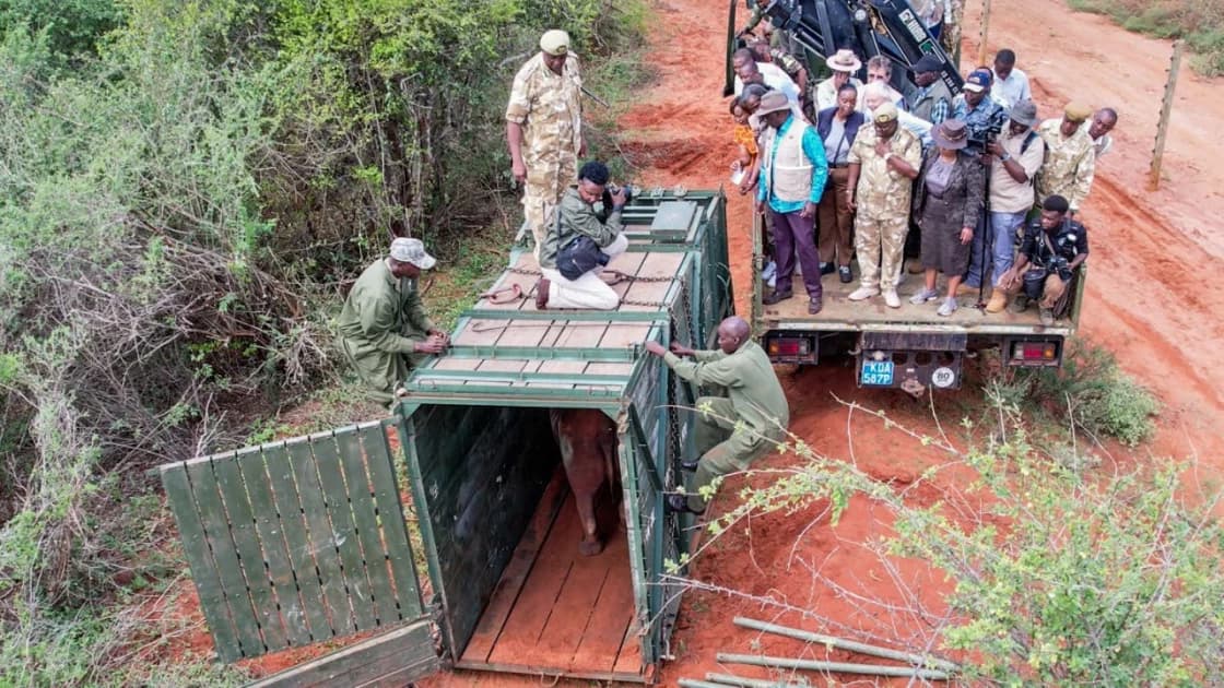 Digital Fortress: KES 607M AI Shield Deployed for Tsavo’s Rhinos